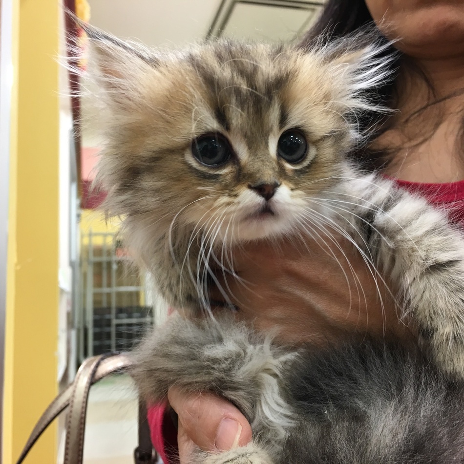 モリ=サン・ミルフィのカバー写真