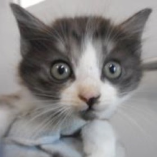 里親さんに迎えられました。