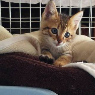 可愛い顔をした甘えん坊くん