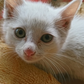 白っぽいグレーの甘えん坊です！