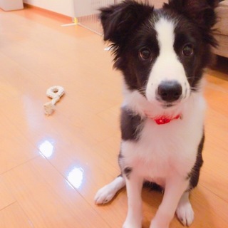 ボーダーコリーの知識がある方 希望