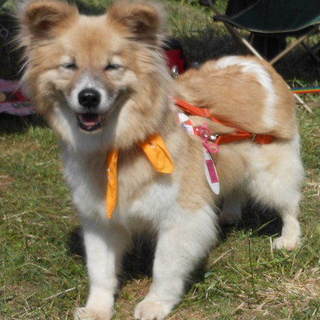 愛嬌のある甘えん坊の女の子ポテコです