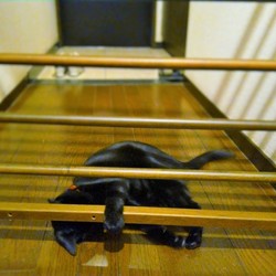 「クーちゃんの脱走防止柵」サムネイル1