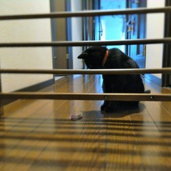 「クーちゃんの脱走防止柵」サムネイル2