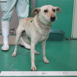 ゴム紐首輪の男の子。交渉中です、