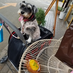 ラッキー兄さんがトリミングなので　( *´艸｀)