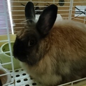推定二歳ファジーのうさぎ