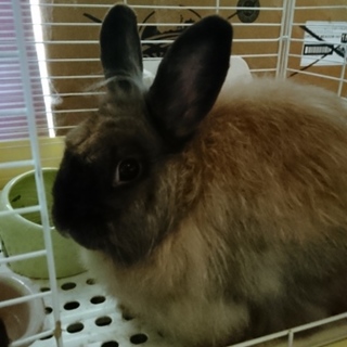 推定二歳ファジーのうさぎ
