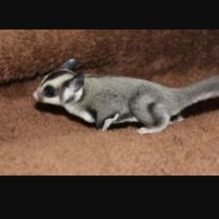 フクロモモンガ急募