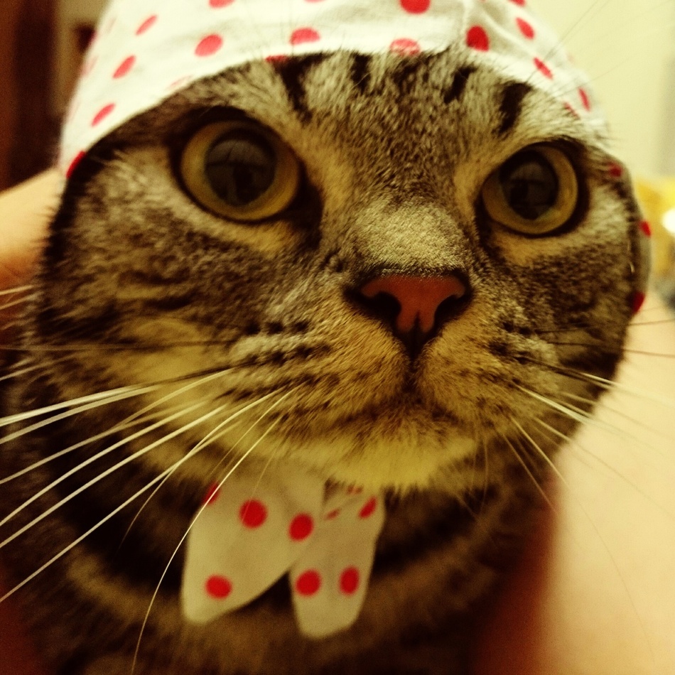 ねねこのカバー写真