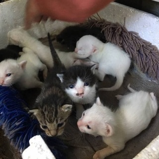 ＊代理募集＊里親さんありがとうございました！