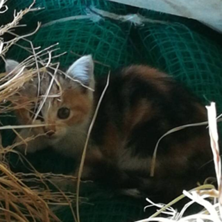 【里親決定】ありがとうございました