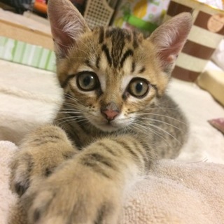 甘えん坊な元気な男の子です！