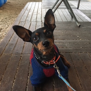 心に傷を持つ甘えん坊ミニピン「モンド」くん