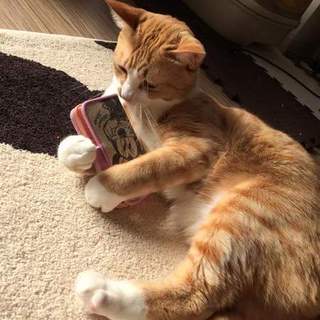 人慣れした茶白猫ちゃん