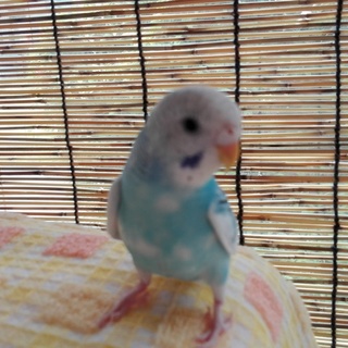 手乗りセキセイインコ