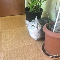 ひな