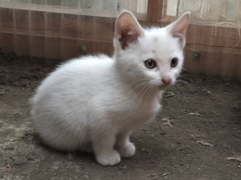 白猫好き Amazon | 猫 ネコ 白猫 イラスト 原付 スクーター バイク 猫好き