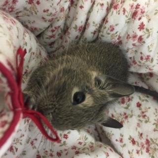 ベタ慣れデグー 芸出来ます！