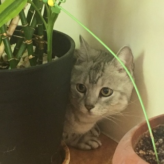 アメリカンショートヘアの男の子です！