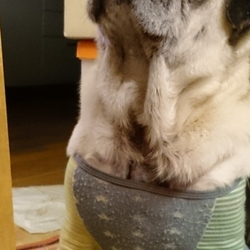 おめめきらきら( *・ω・)ノ