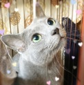 純血種ロシアンブルー2歳くらい♪ルナくん