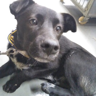 黒ラブMIX系くろ太君