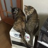 あかほり