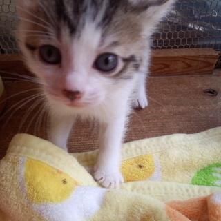 シェルター内で産ませた子です