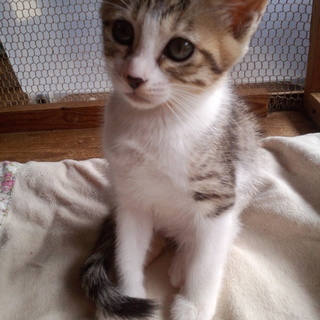 シェルター内で産ませた子です。