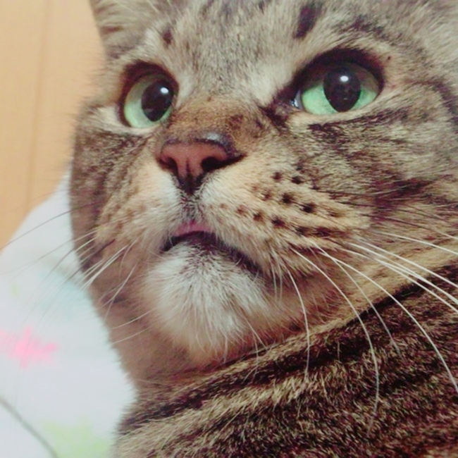 younghafumofuのカバー写真