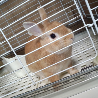 ネザーランドドワーフ男の子