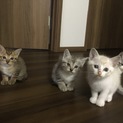 子猫ちゃんの里親募集♪