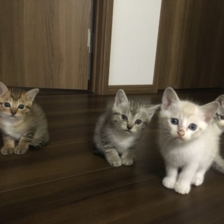 子猫ちゃんの里親募集♪