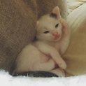 保護した猫がママでした。6匹の家族を探しています！