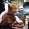 トラ