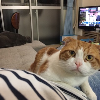 折耳・男の子・2歳・短毛