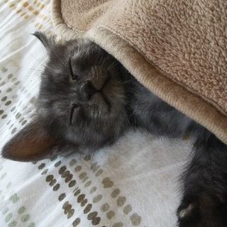 やんちゃなくま子です。