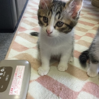 里親様を探しています。