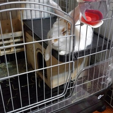 我が家に来て半年✨すっかりリラックスしています。