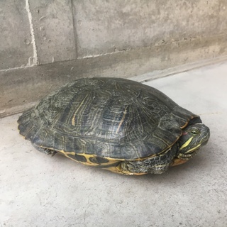 迷い亀さんの里親になってあげてください