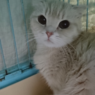 スコF☆ひよこちゃん☆女の子・半折耳・3歳・短毛