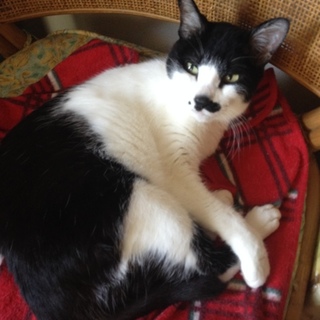 緊急！飼主が施設に入ることになりました！