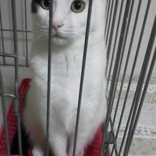 5才の白黒の男の子、飼い主が高齢のため里親さん募集