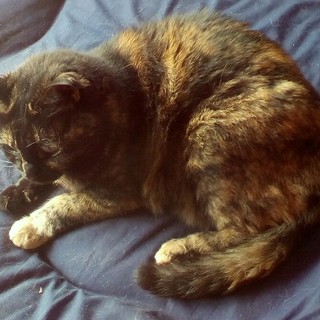 ガチャピン顔の大人しい子です