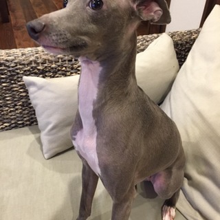 イタリアングレーハウンドの女の子3歳