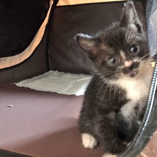 凄く人懐こっい子です！