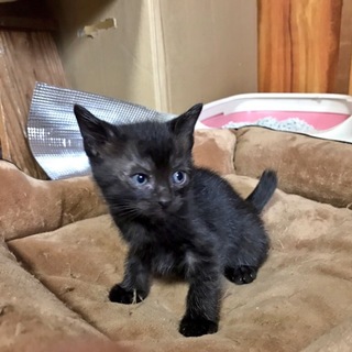 里親募集中です