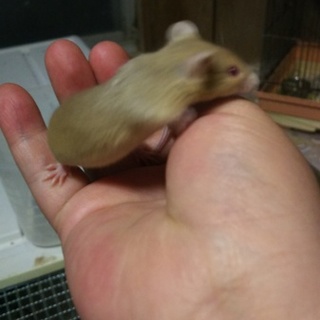 珍しいカラーのマウス