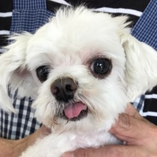 マルチーズ成犬